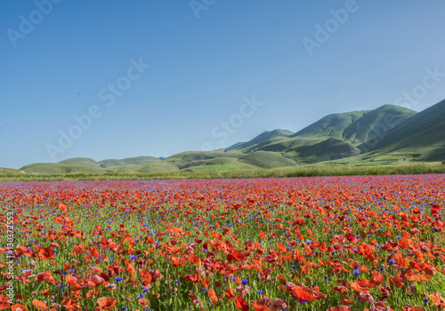 Castelluccio di Norcia, Umbria, Italy. Pian Grande during the season of flowering.
