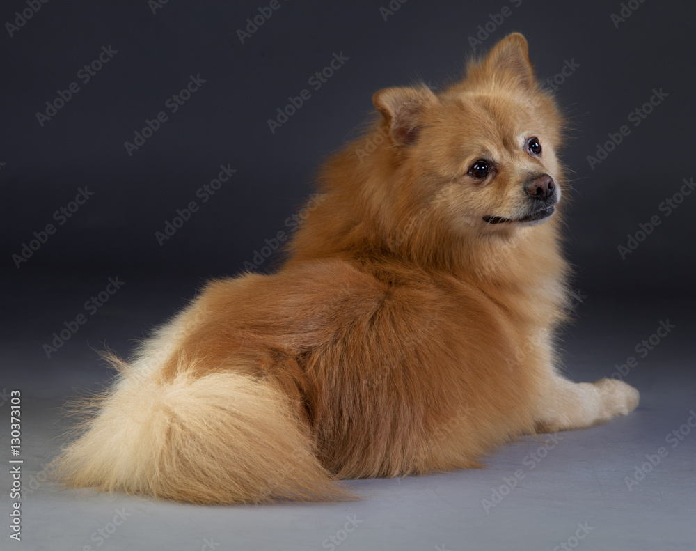 German medium spitz German medium spitz