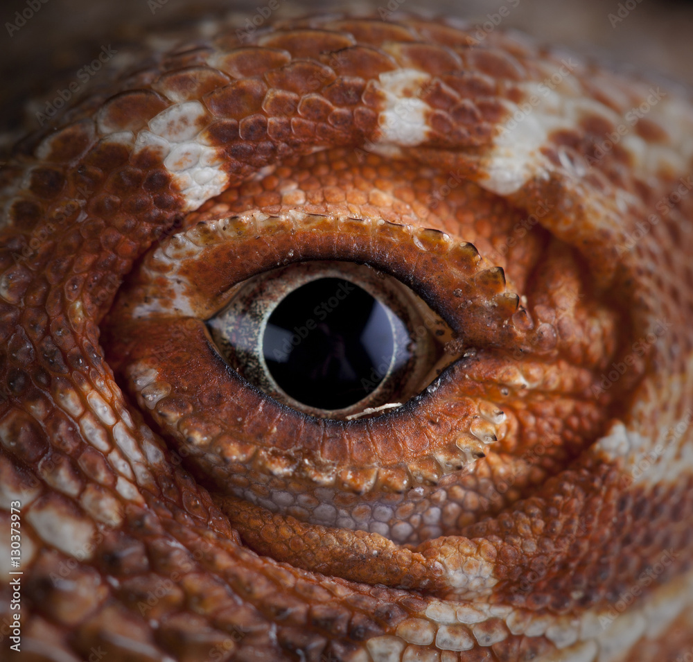 Fototapeta premium Red Pogona