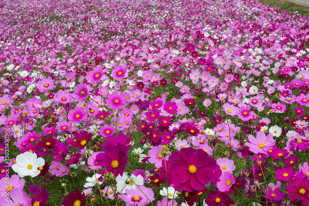 Colorful Cosmos flower field in Japan, beautiful garden for background and textured Colorful Cosmos flower field in Japan, beautiful garden for background and textured