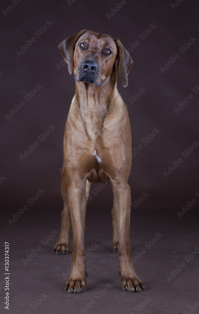 rhodesian ridgeback rhodesian ridgeback