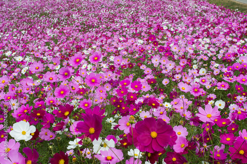 Fototapeta Naklejka Na Ścianę i Meble -  Colorful Cosmos flower field in Japan, beautiful garden for background and textured