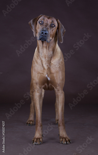 rhodesian ridgeback