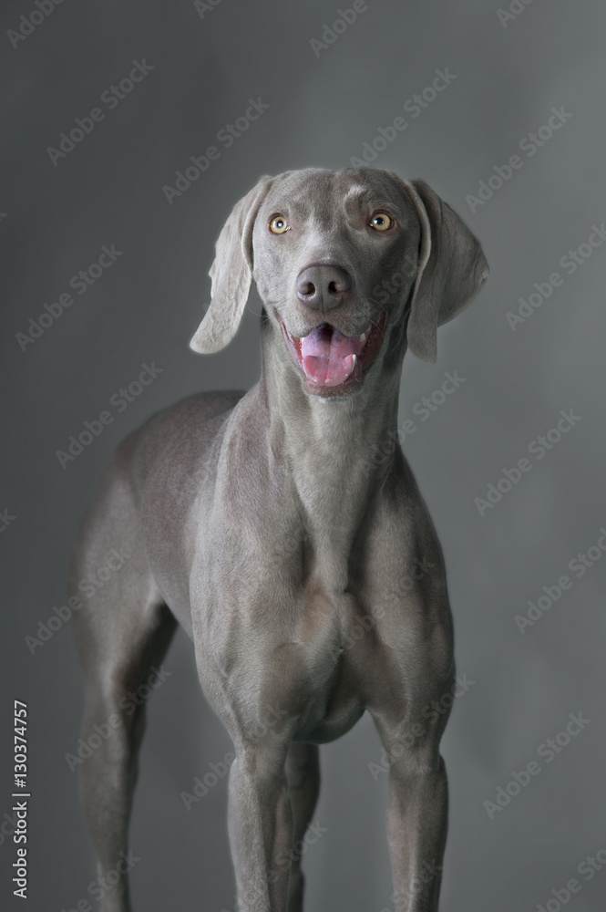 Weimaraner front