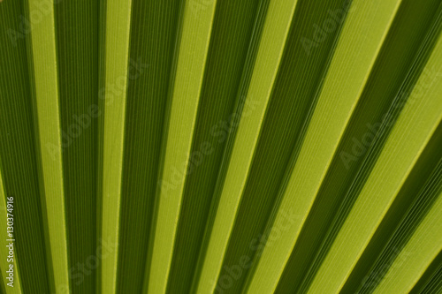Nature background  green palm leaf texture