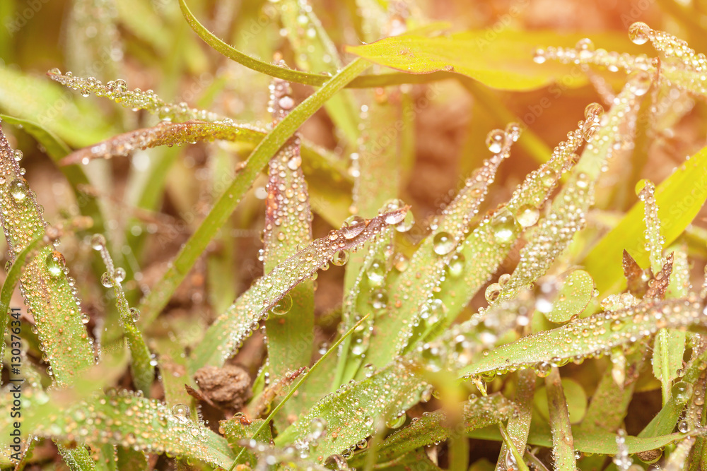 Fresh green grass with dew drops close up Fresh green grass with dew drops close up