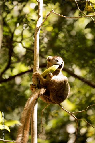 Young Crowned lemur, Eulemur coronatus, eating mango Ankaran Reserve, Madagascar