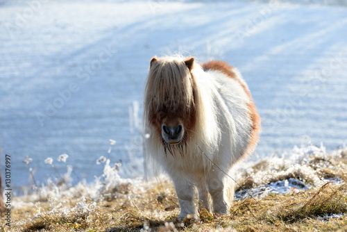 Fototapeta Naklejka Na Ścianę i Meble -  Bartpony, süßes geschecktes Minipony im Winterfell bei Raureif scheint einen Ziegenbart zu haben