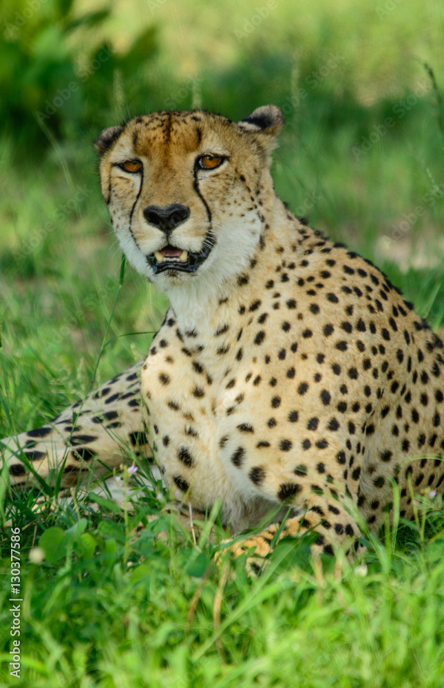 Male Cheetah, Sabi Sand Game Reserve, South Africa Male Cheetah, Sabi Sand Game Reserve, South Africa