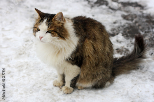 Cat sitting in the snow.