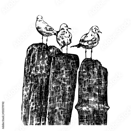 Seagull vector sketch isolated on white background, Hand drawn illustration, vintage engraving style, layout for touristic postcard, posters, calendar template, page idea, design package, advertising