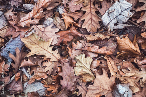 Autumn oak leaves background texture.