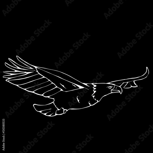 Hand-drawn pencil graphics, vulture, eagle, osprey, falcon, hawk, bird predator photo