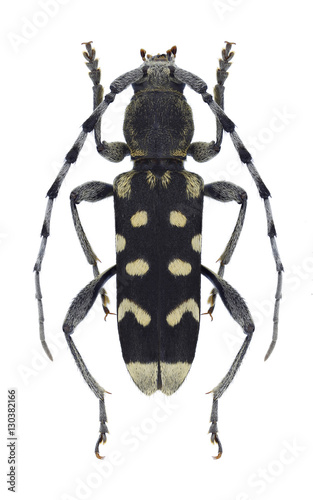 Beetle Paraclytus sexguttatus on a white background © als