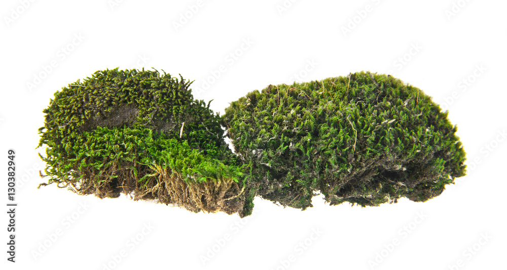 Green moss Green moss