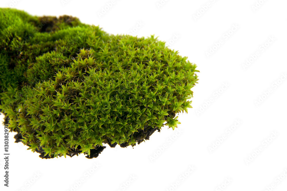 Obraz premium Green moss