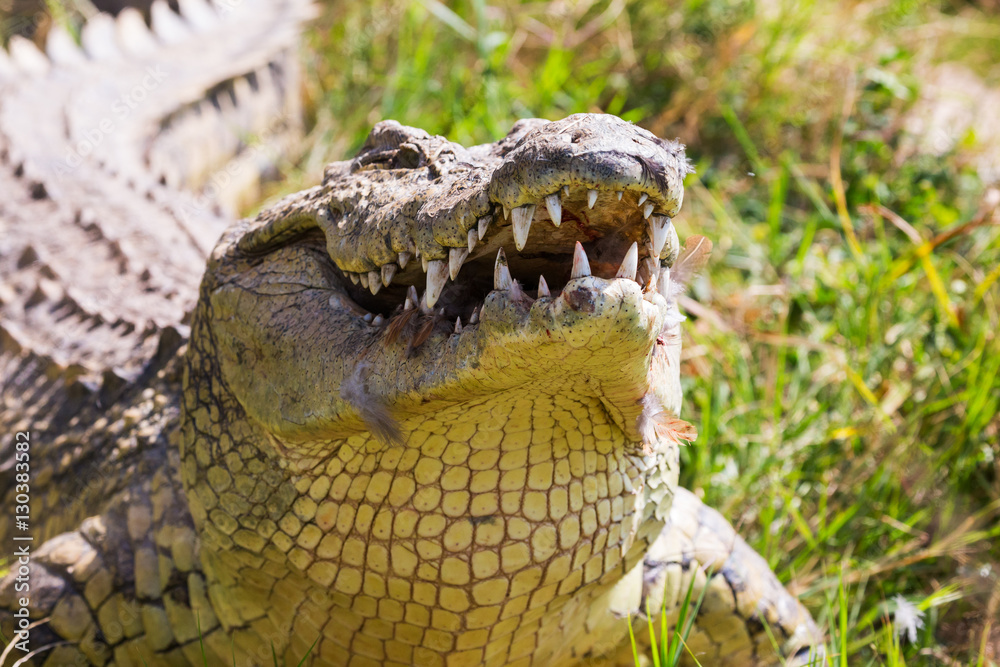 Naklejka premium Crocodile lies on the bank of lake 