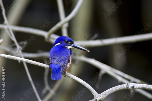 Tree Kingfisher, Queensland photo