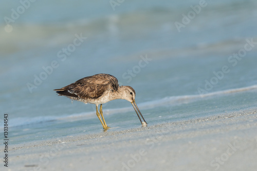 Short-billed dowitcher (Limnodromus griseus) wading in the shallow water and looking down into the water. photo