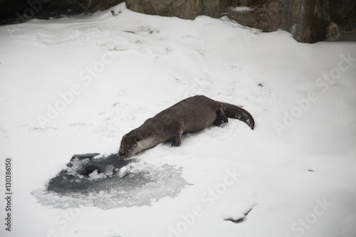 An otter feeding on the ice in winter