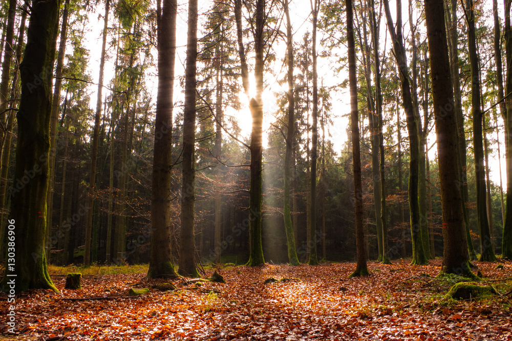 Fototapeta premium Moody Forest