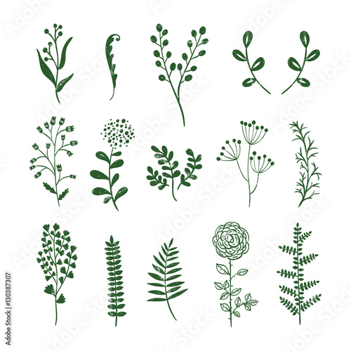 Plants and herbs vector set. Green natural elements with flowers and leaves