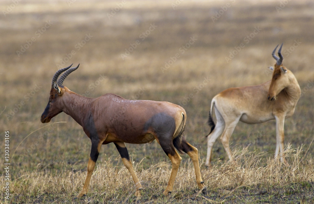 Topi (left) watched by a Kongoni (Coke's Hartebeest) which is a sub-species of the Red Hartebeest, Serengeti, Tanzania Topi (left) watched by a Kongoni (Coke's Hartebeest) which is a sub-species of the Red Hartebeest, Serengeti, Tanzania