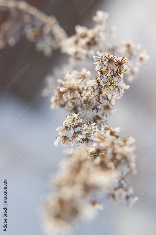 Frozen details of snowy landscape Frozen details of snowy landscape