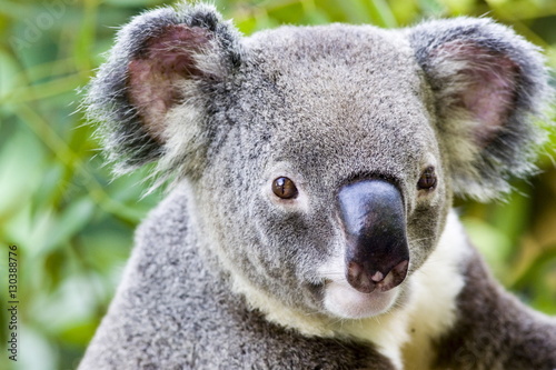 Koala, Queensland photo