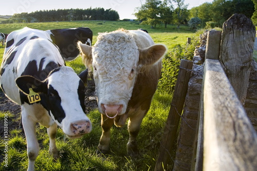 Bull and friesian cow, Oxfordshire, The Cotswolds photo