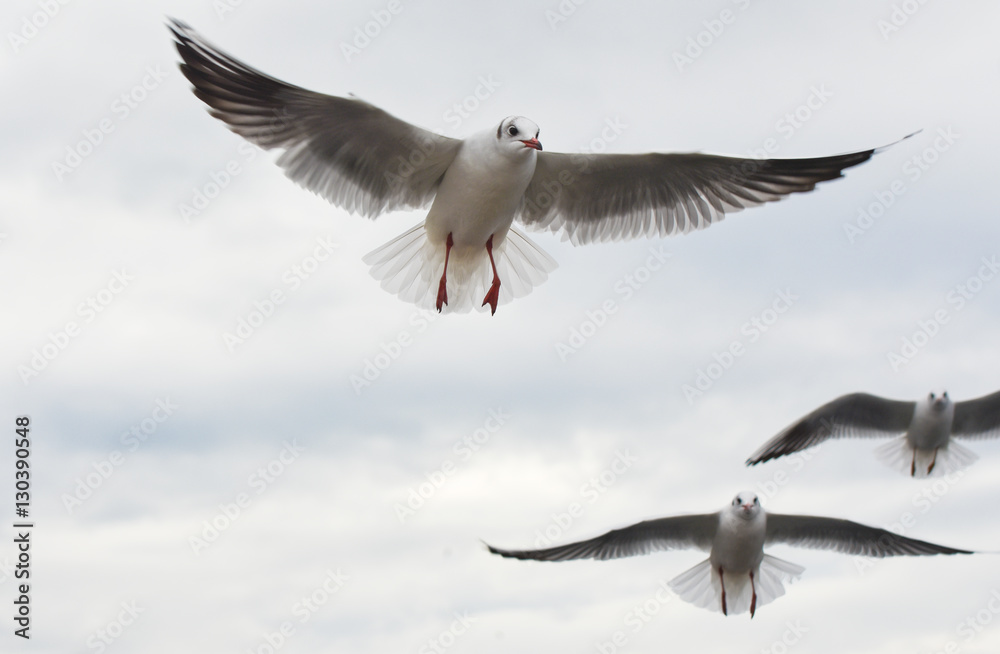 Seagulls flying with open wings over sky with clouds. Seagulls flying with open wings over sky with clouds.
