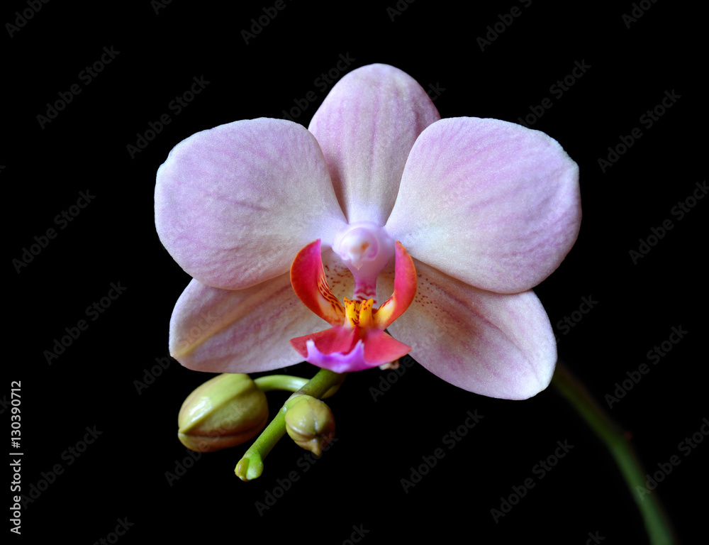 Closeup of a orchid isolated on black background. Closeup of a orchid isolated on black background.