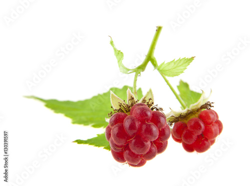 Fototapeta Naklejka Na Ścianę i Meble -  red raspberries