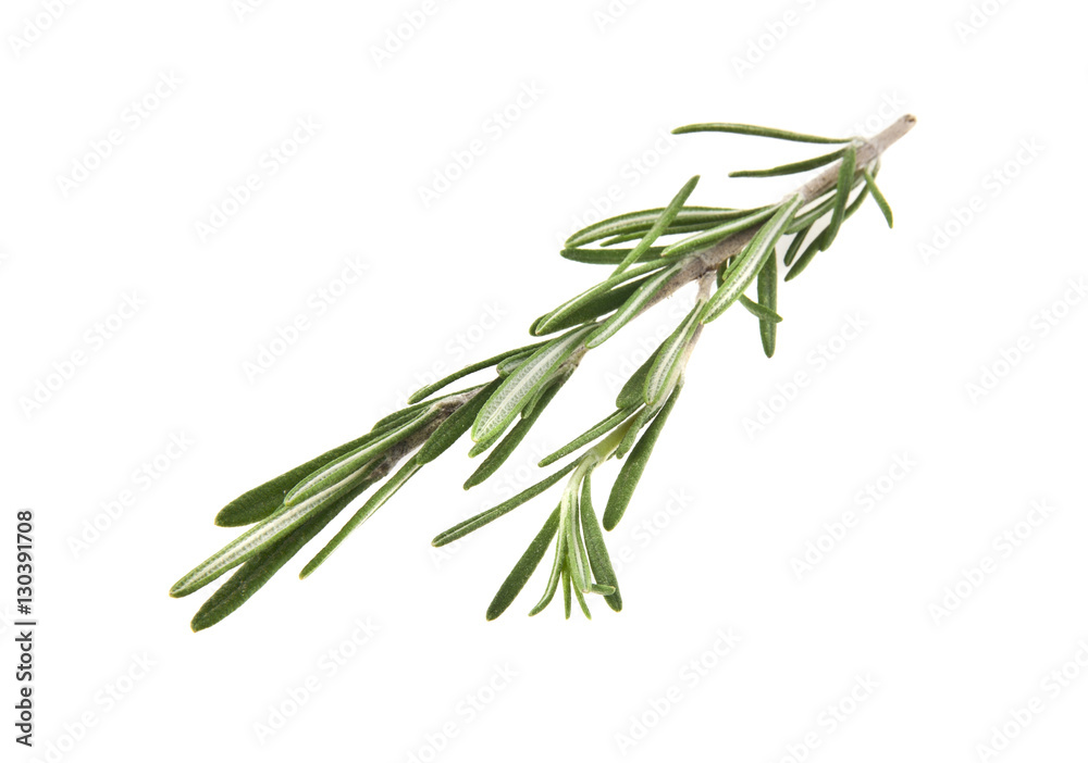 Fototapeta premium rosemary