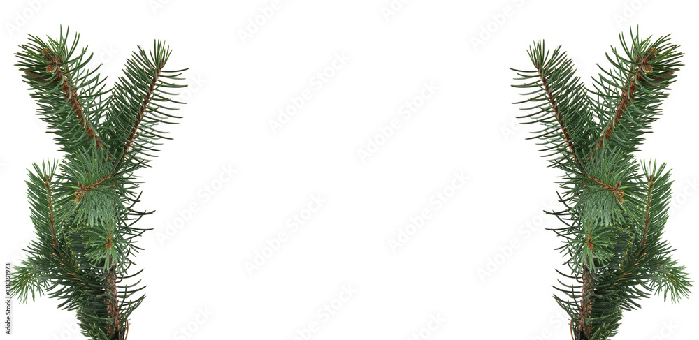 branch of fir-tree branch of fir-tree