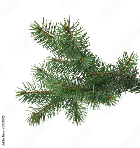 branch of fir-tree