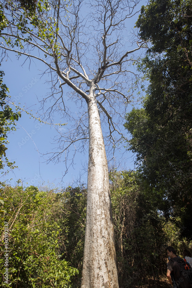 Fototapeta premium tall trees in the reserve Ankarana, Madagascar