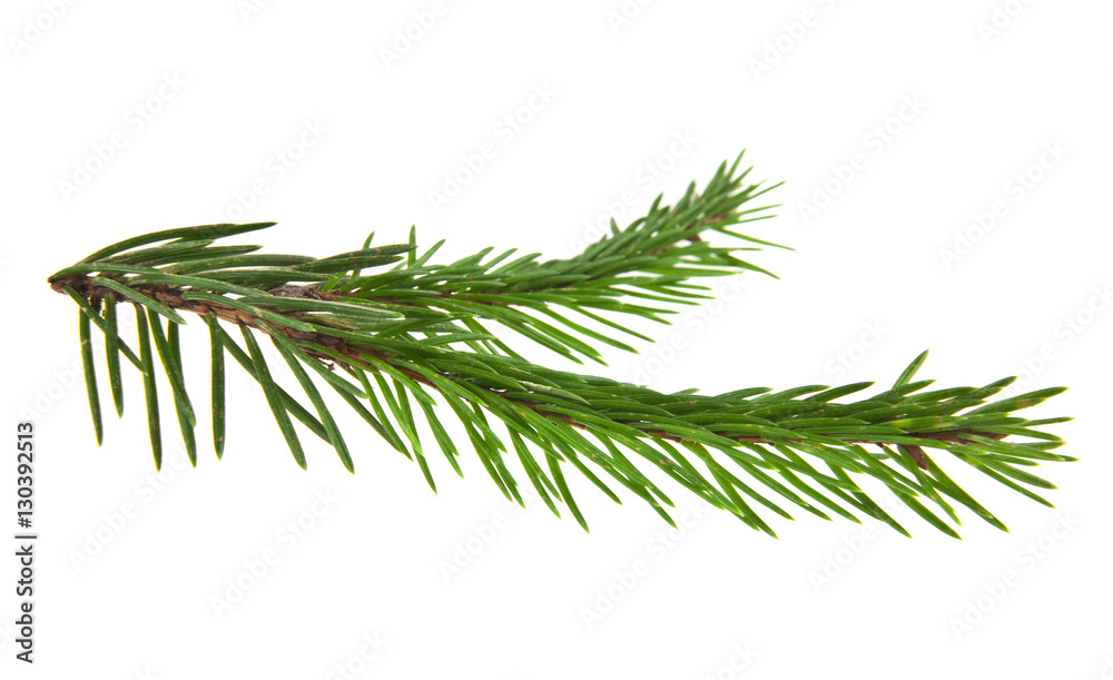 branch of fir-tree branch of fir-tree