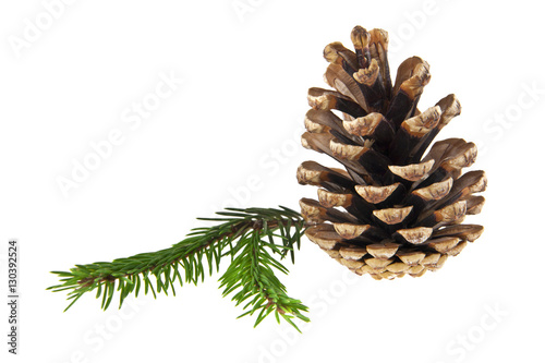 branch of fir-tree and cone