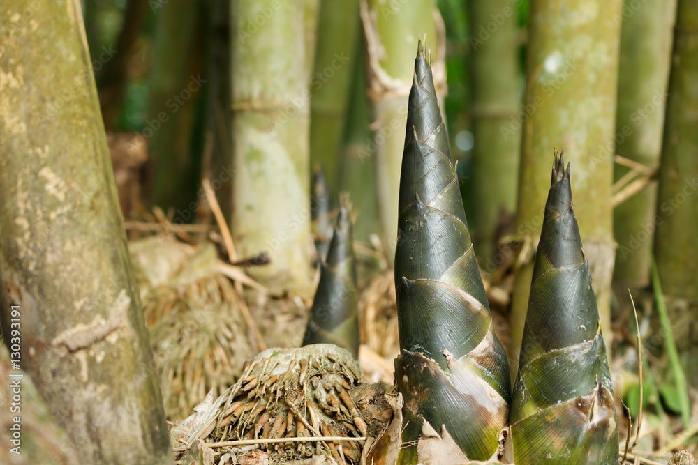 Bamboo shoot in nature