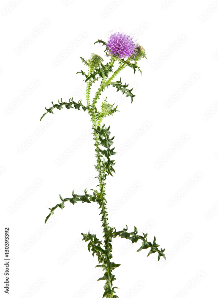Fototapeta premium milk Thistle