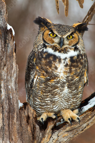Great Horned Owl in Winter
