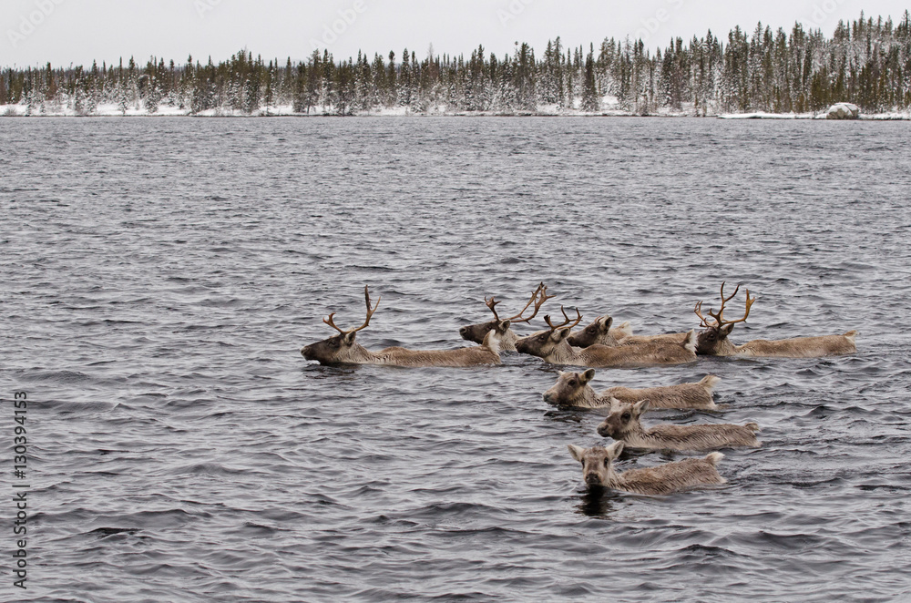 Fototapeta premium Caribous des bois à la nage