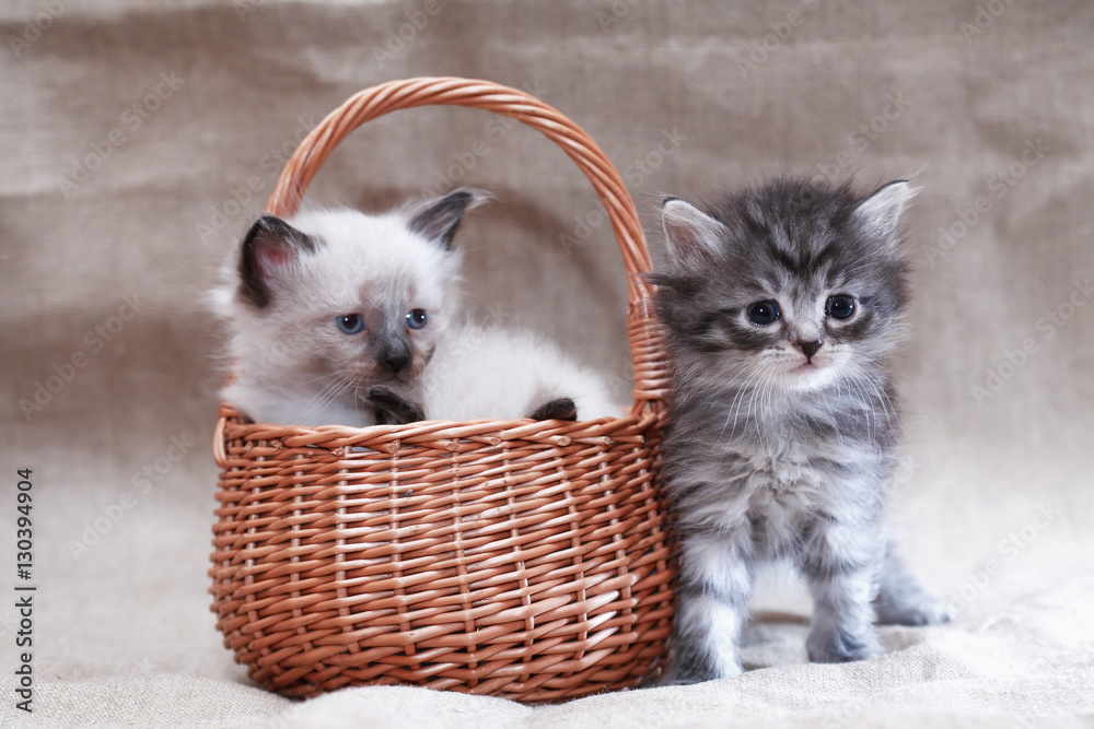 Obraz Kitty In Basket