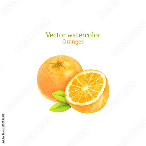 Watercolor vector oranges