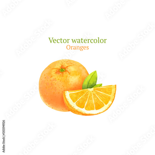 Watercolor vector oranges
