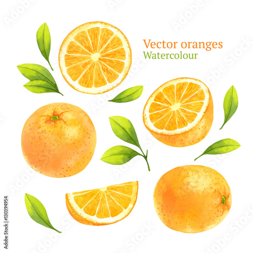 Watercolor vector oranges