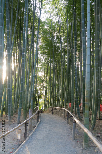 BAMBOO FENCE BESIDE WALKWAY WITH SUNSHINE THROUGH GREEN LEAVES