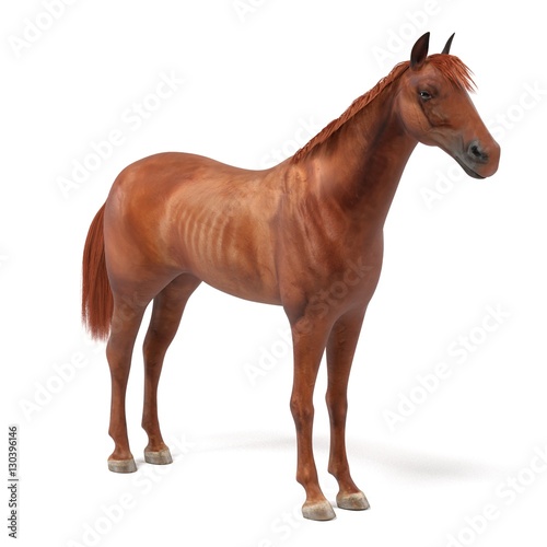 realistic 3d render of quarter horse photo