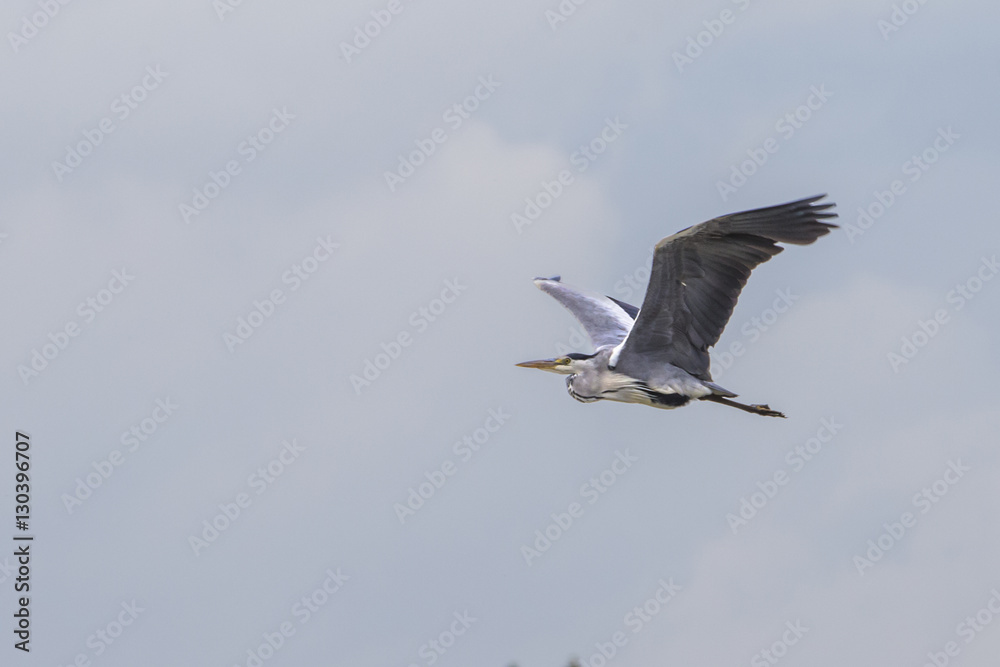 Obraz premium Fra le nuvole